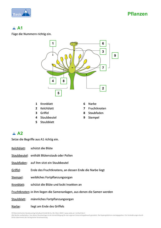 Blüte