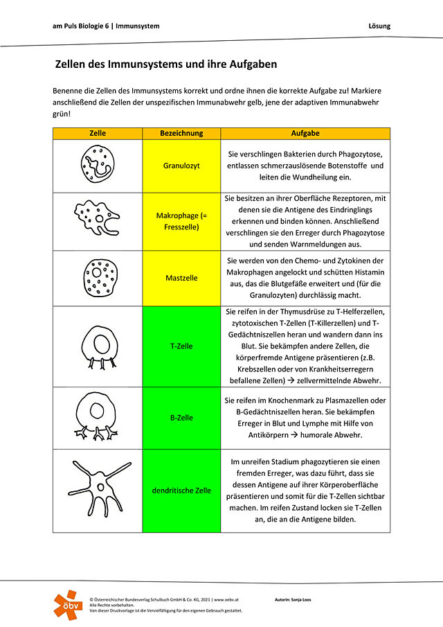 Zellen des Immunsystems und ihre Aufgaben