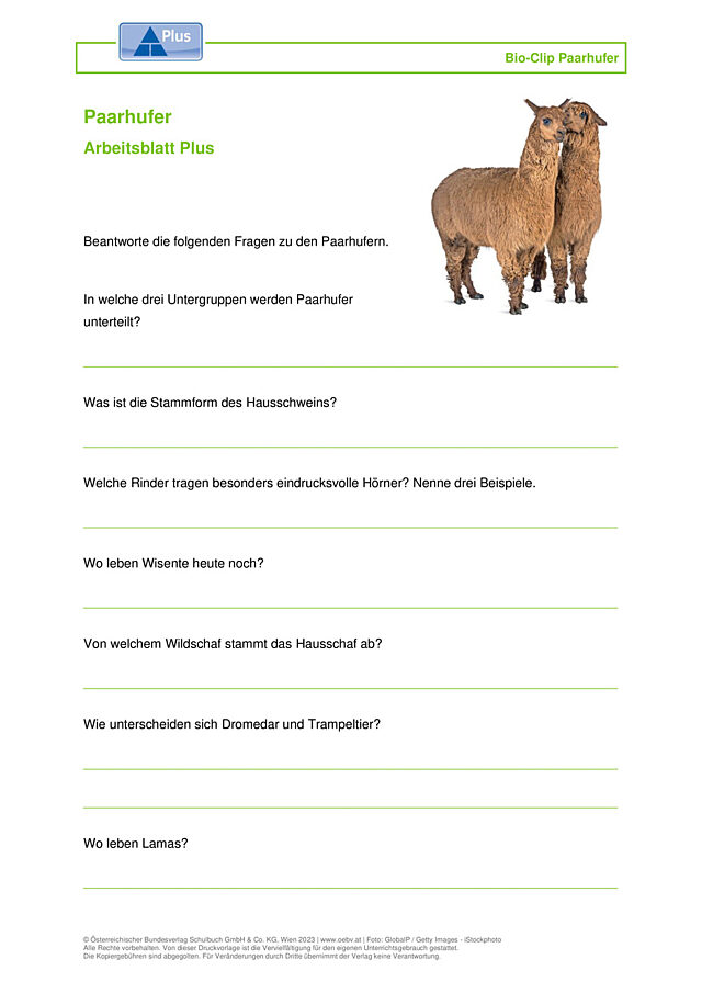 Paarhufer
