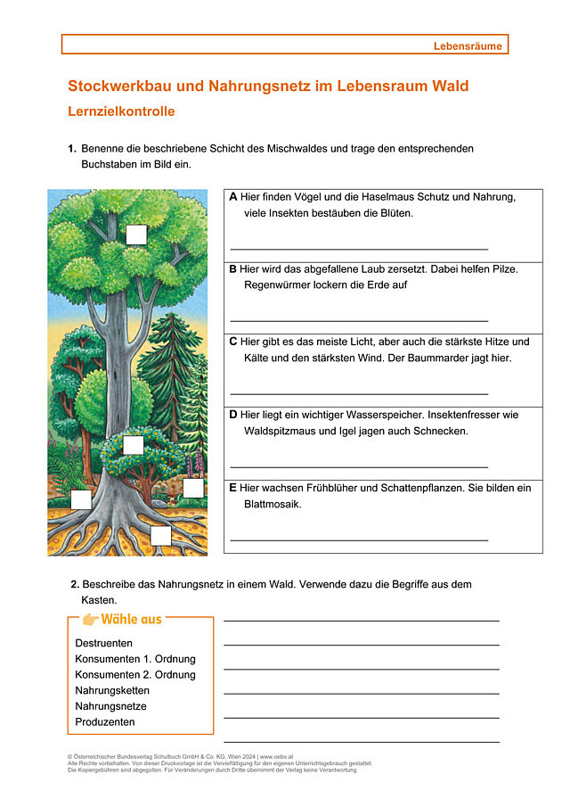 Lebensraum, Wald, Stockwerkbau