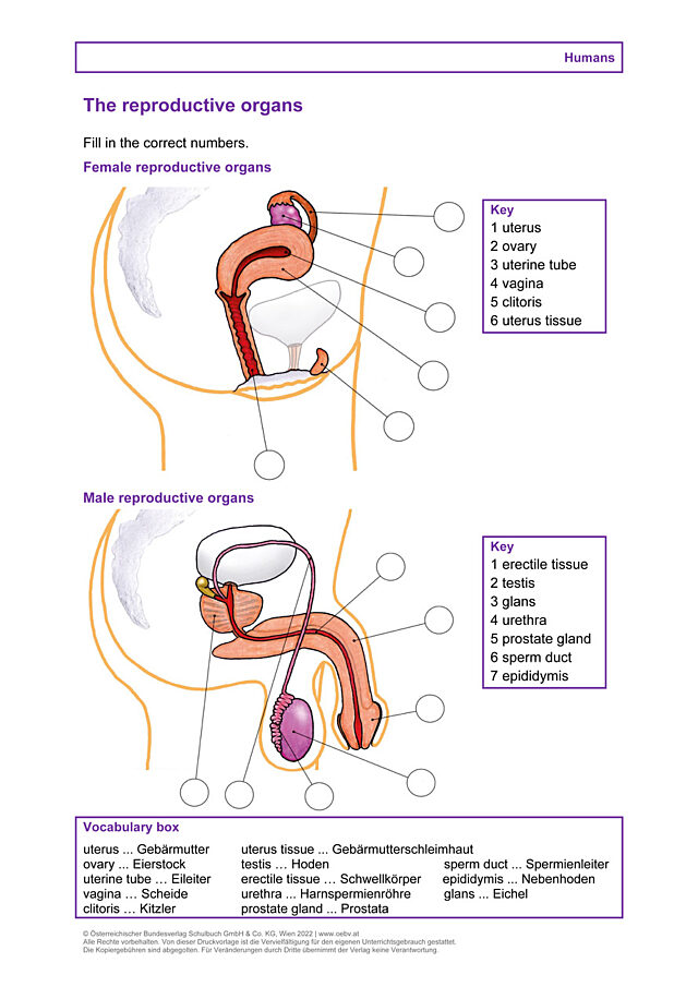The reproductive organs