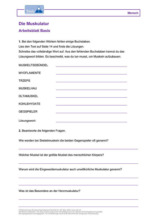 Die Muskulatur