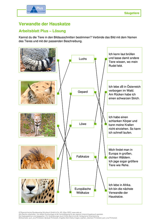 Hauskatze Verwandte