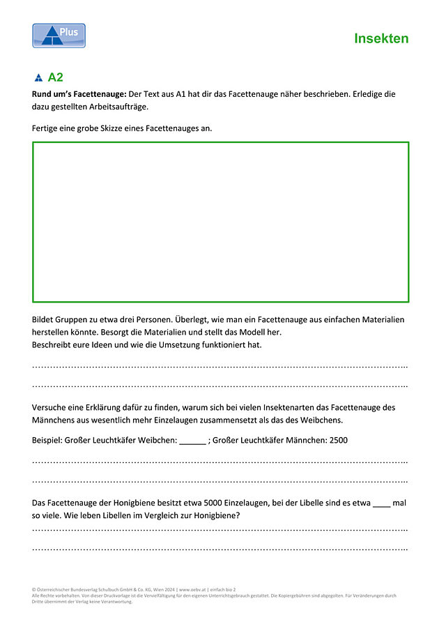 Facettenaugen