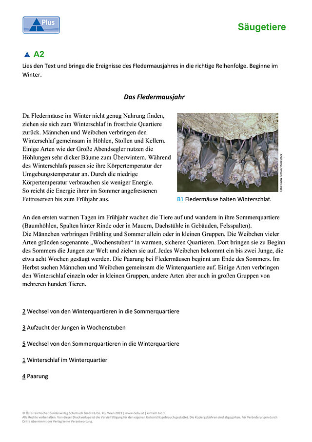 Fledermaus