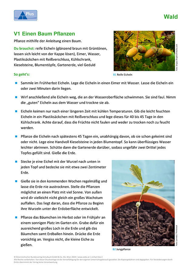 Laubbäume