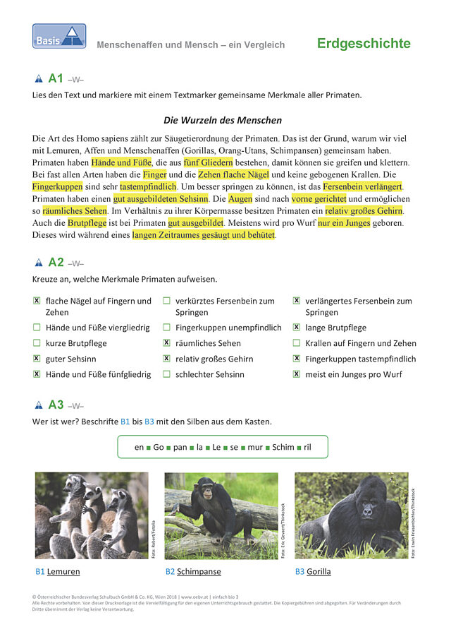 Menschenaffen