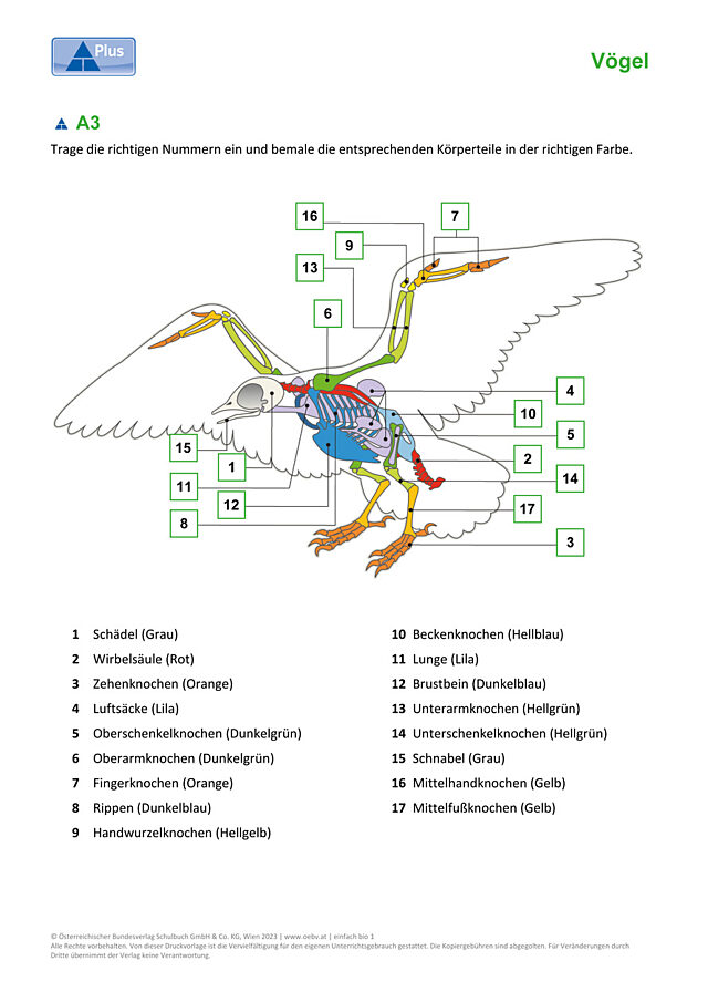 Vögel