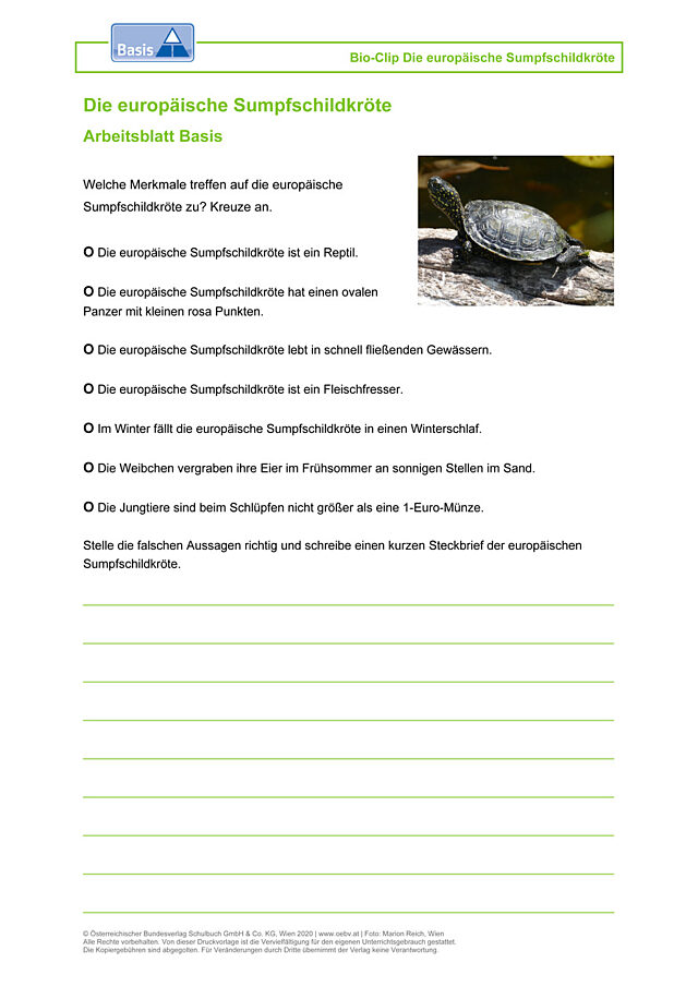 Die europäische Sumpfschildkröte