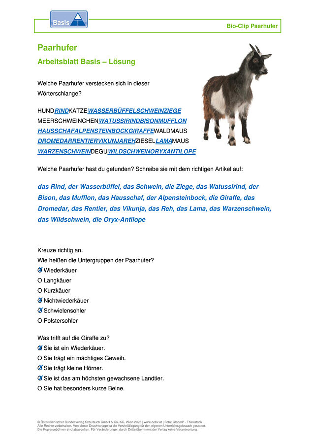 Paarhufer