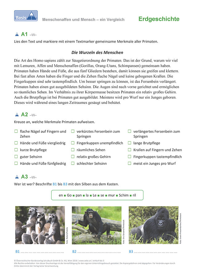Menschenaffen