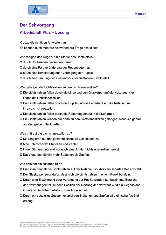 Der Sehvorgang