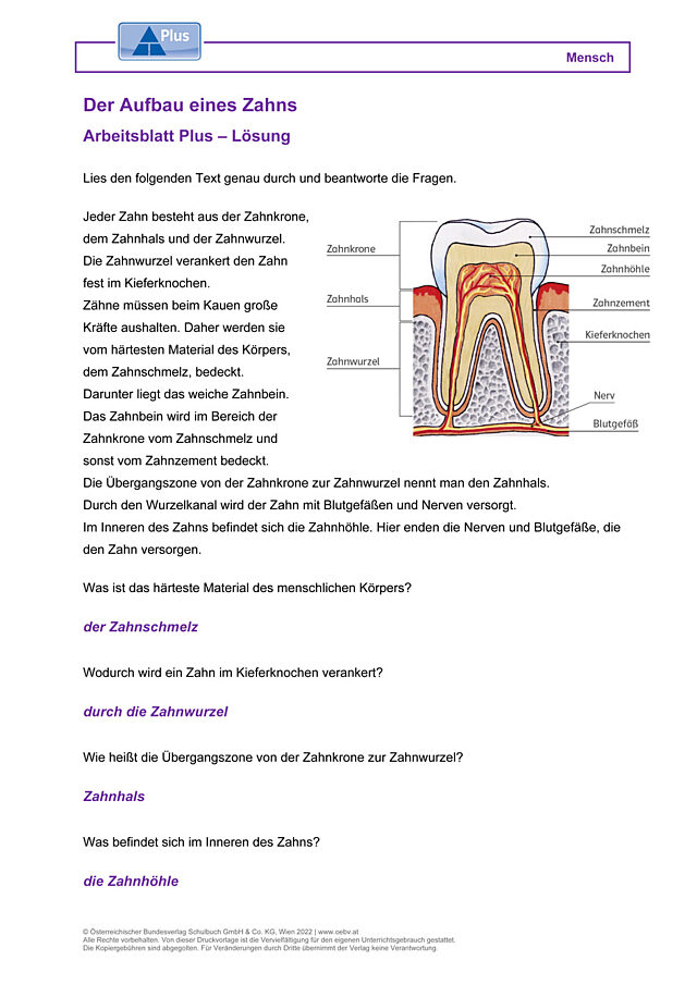 Der Aufbau eines Zahns