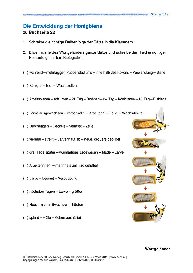 Entwicklung der Honigbiene