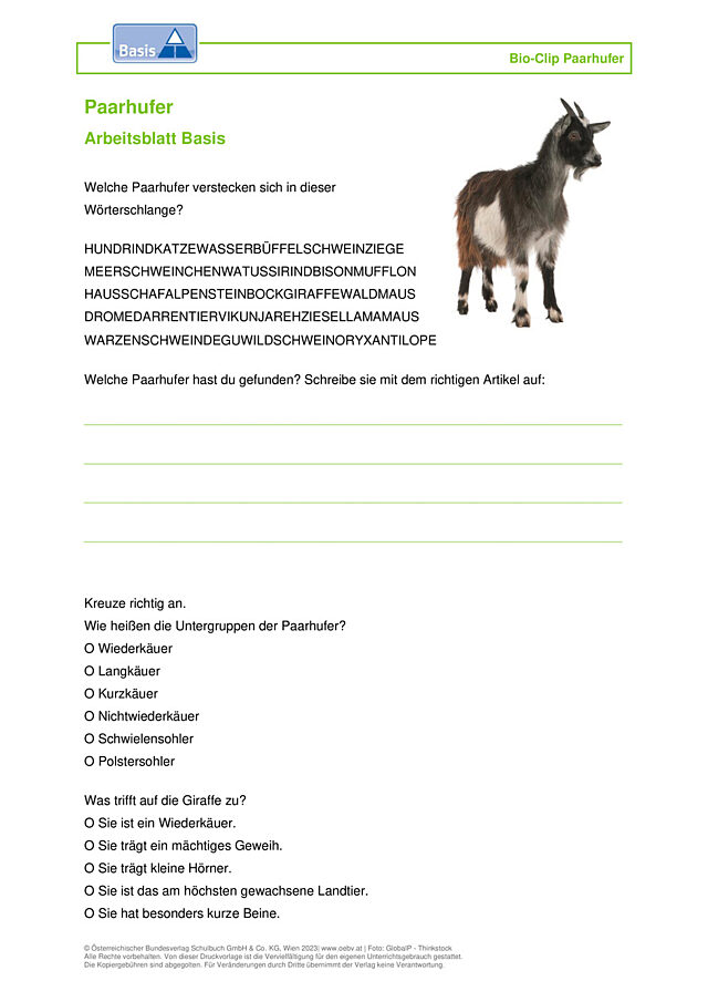 Paarhufer