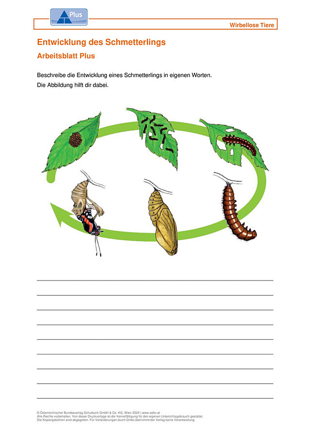 Schmetterlinge