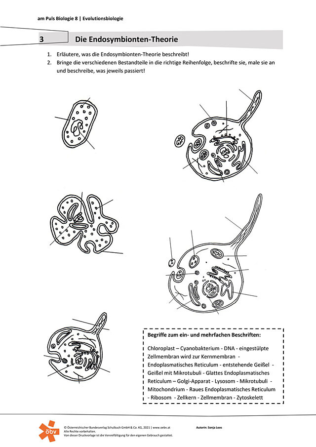 Endosymbionten-Theorie