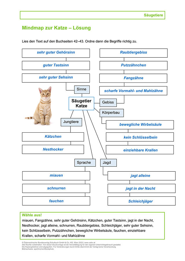 Katze