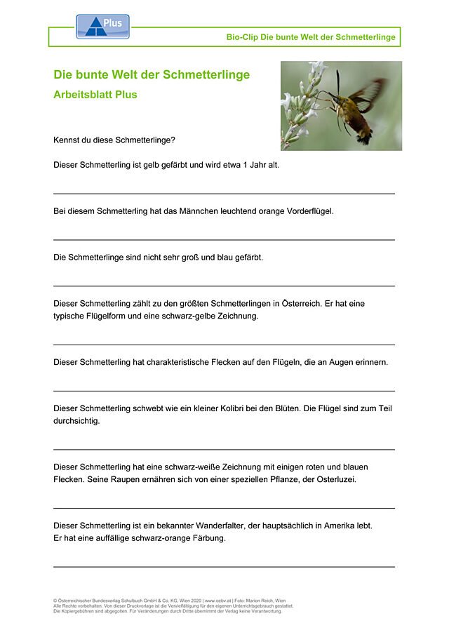 Die bunte Welt der Schmetterlinge