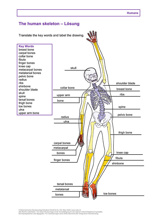 The human skeleton
