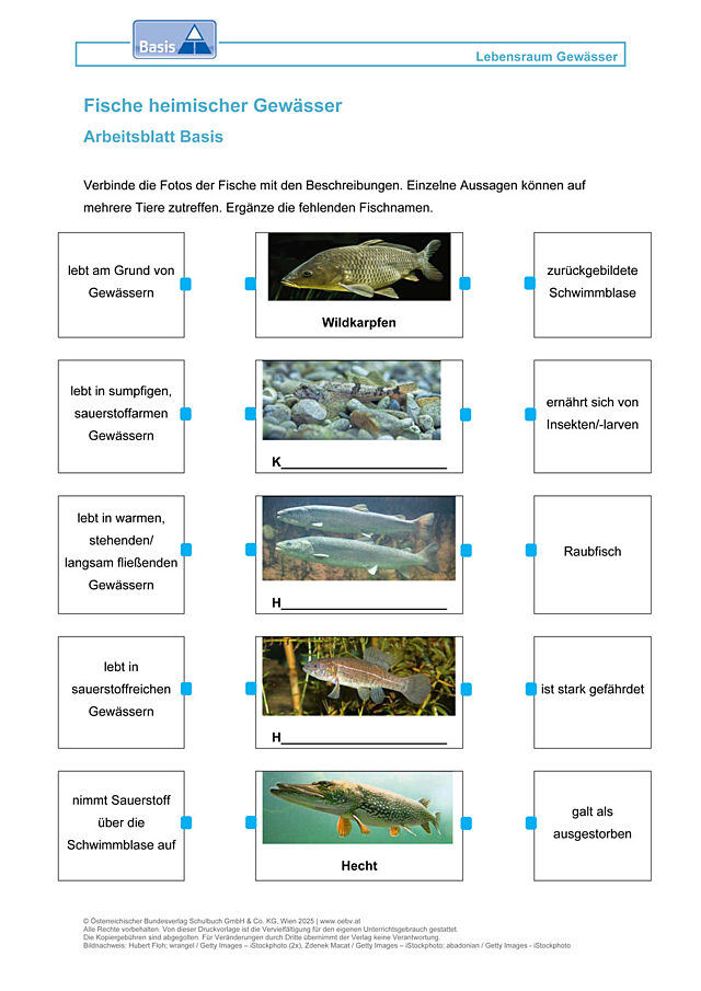 Fische heimischer Gewässer