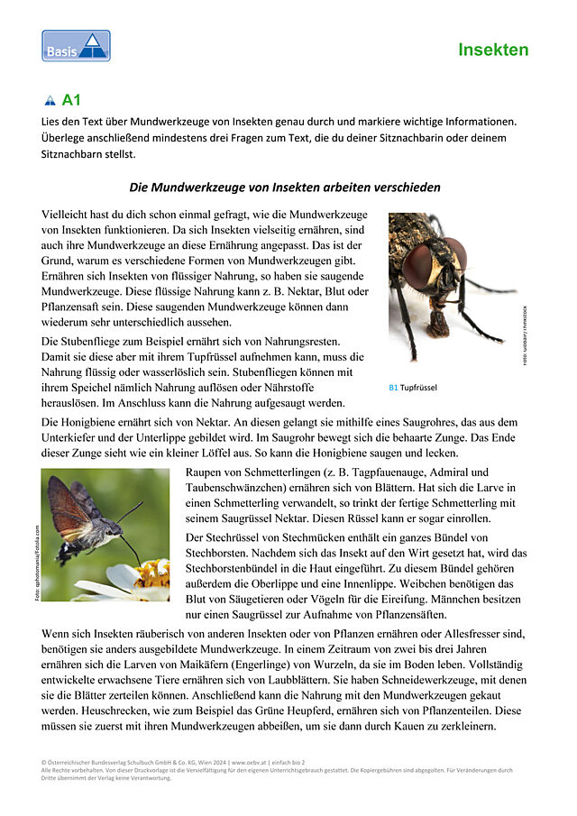 Mundwerkzeuge