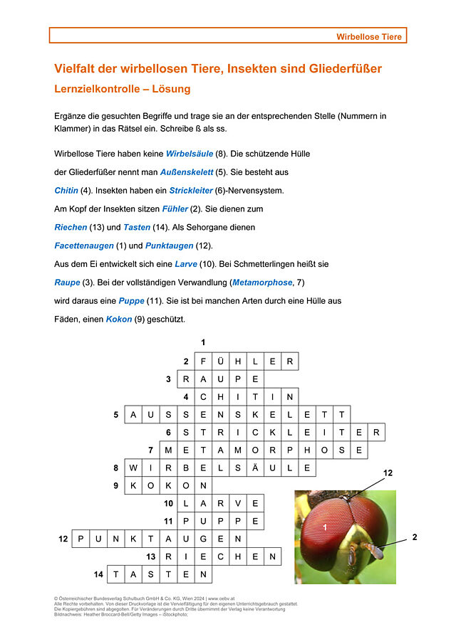Wirbellose, Insekten