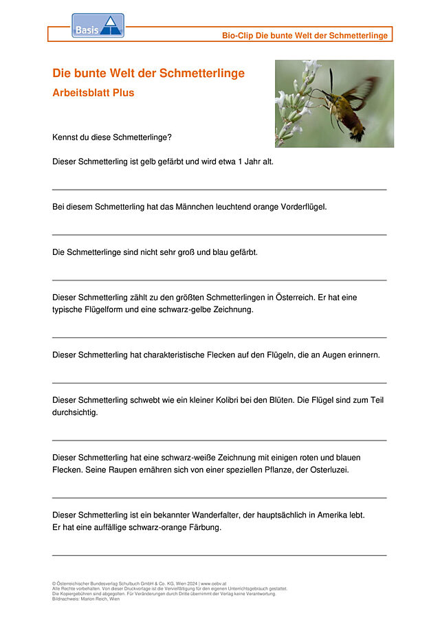 Schmetterlinge