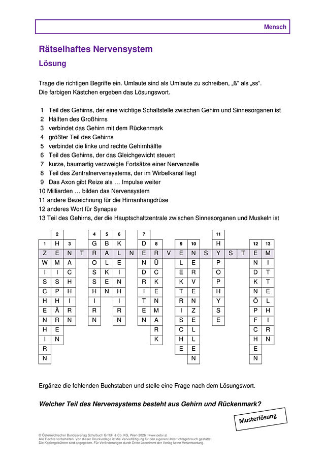 Nervensystemrätsel - Lösung