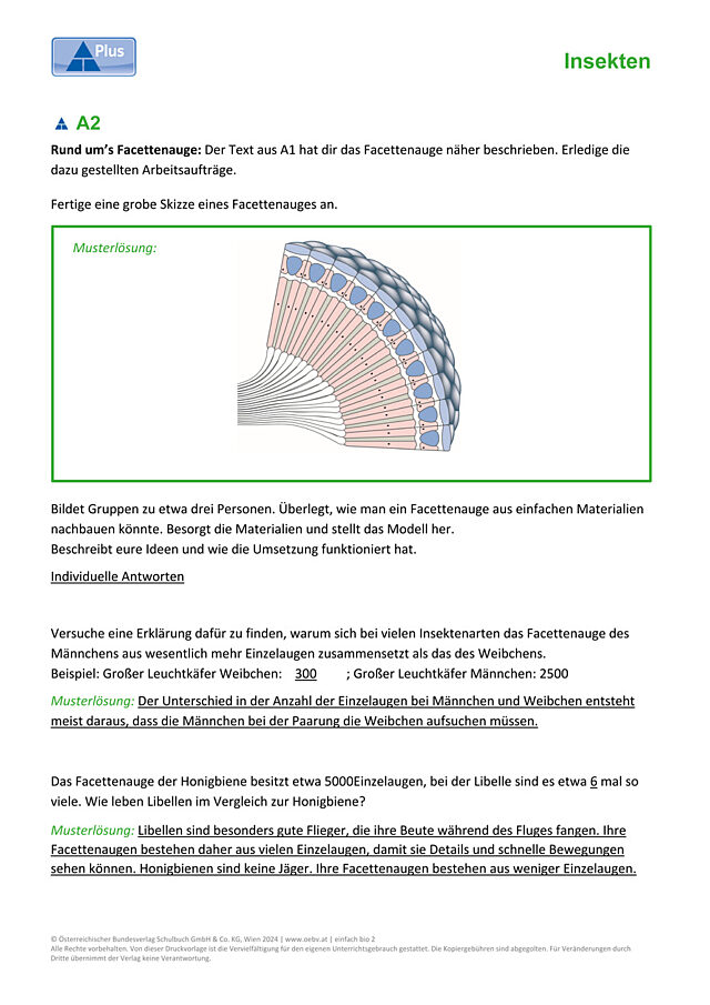 Facettenaugen