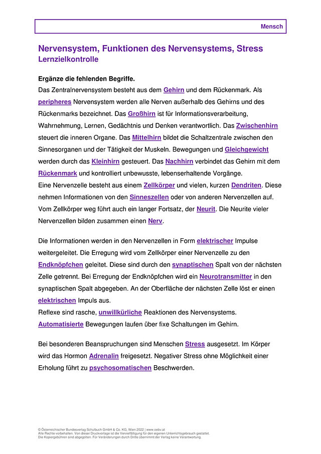 Nervensystem, Funktionen des Nervensystems, Stress und Erkrankungen des Nervensystems
