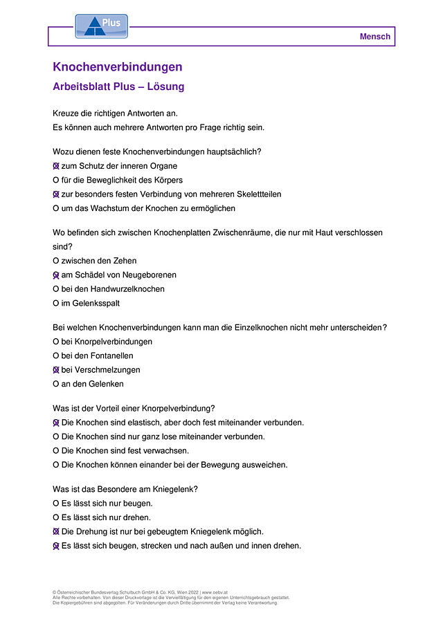 Knochenverbindungen