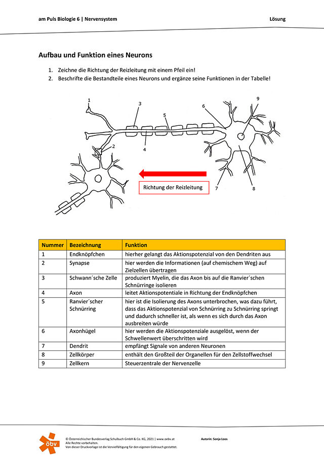 Aufbau und Funktion eines Neurons