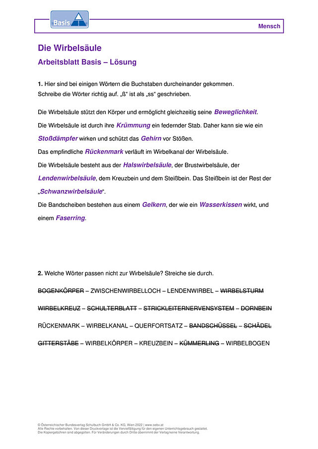 Die Wirbelsäule