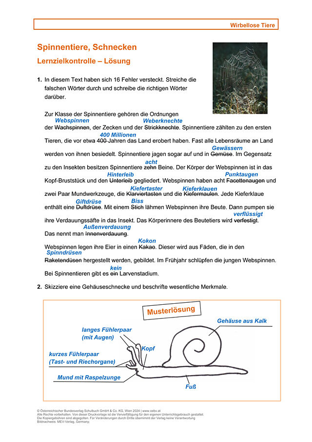 Wirbellose, Spinnentiere, Schnecken