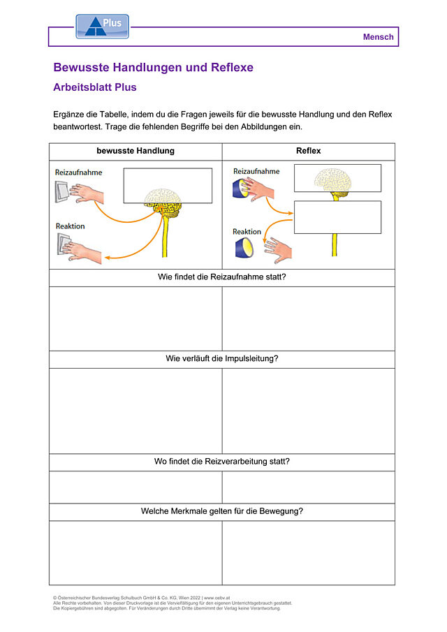 Bewusste Handlungen und Reflexe
