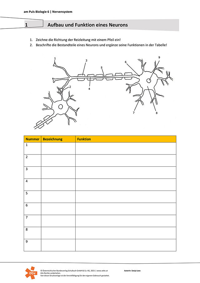 Aufbau und Funktion eines Neurons