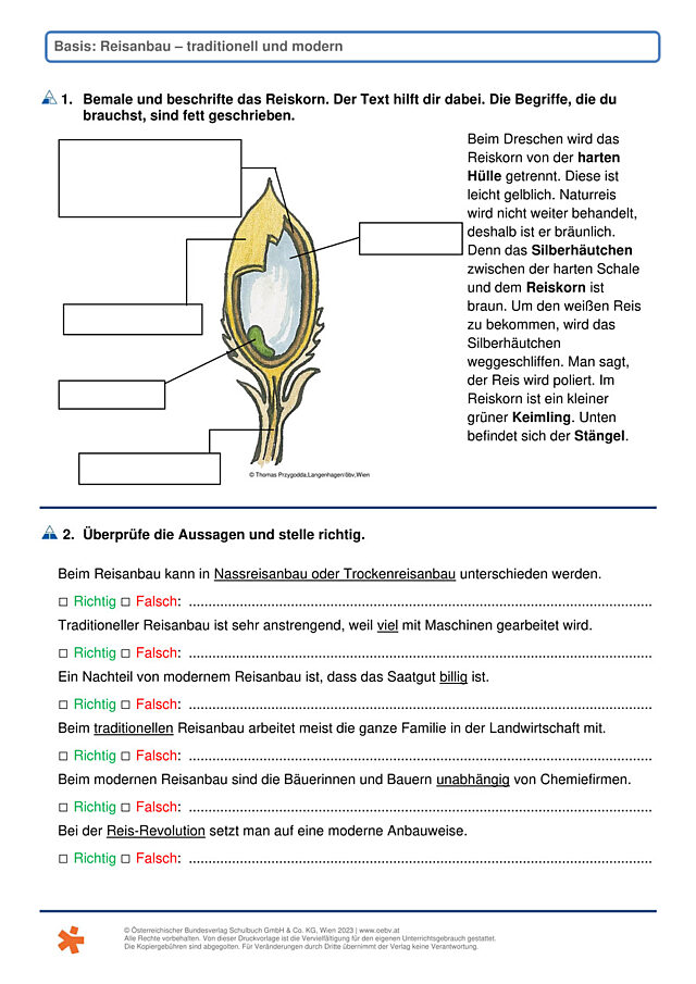 Reisanbau