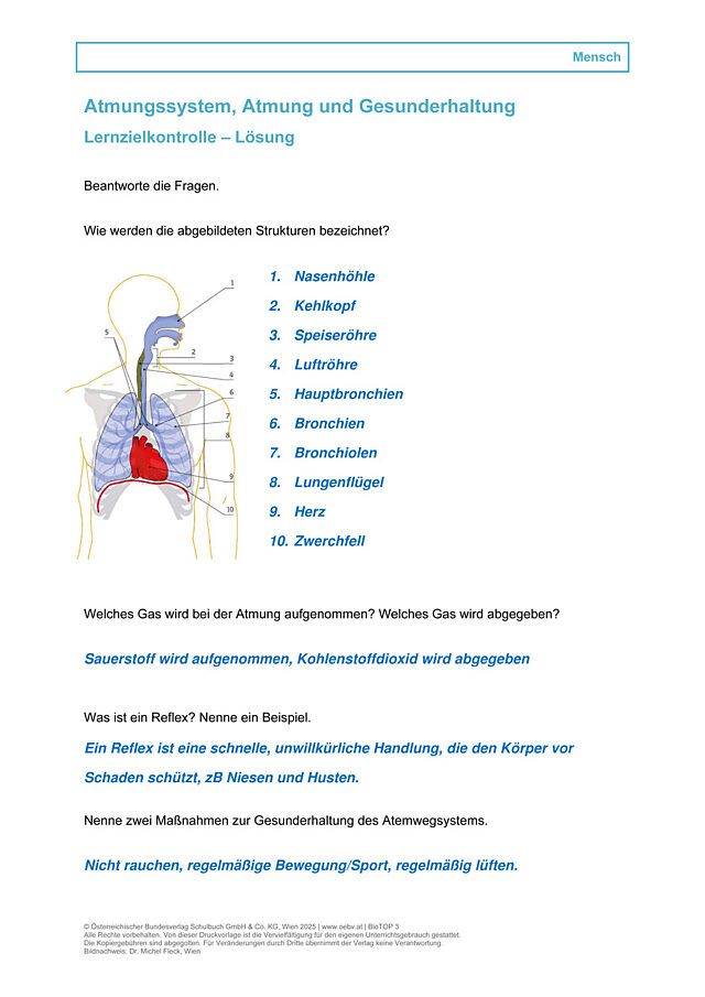 Atmungssystem, Atmung und Gesunderhaltung