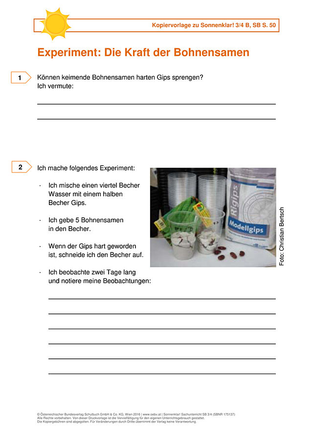 Experiment: Die Kraft der Bohnensamen