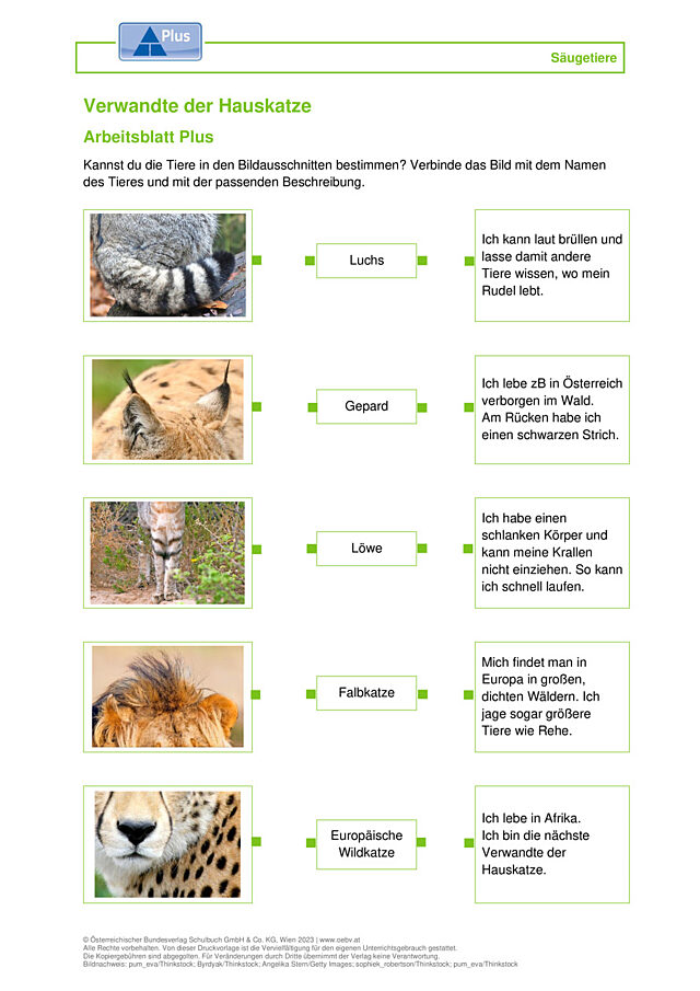 Hauskatze Verwandte