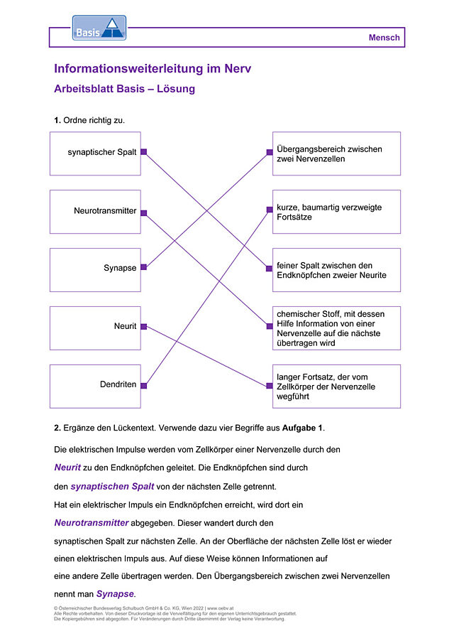 Informationsweiterleitung im Nerv