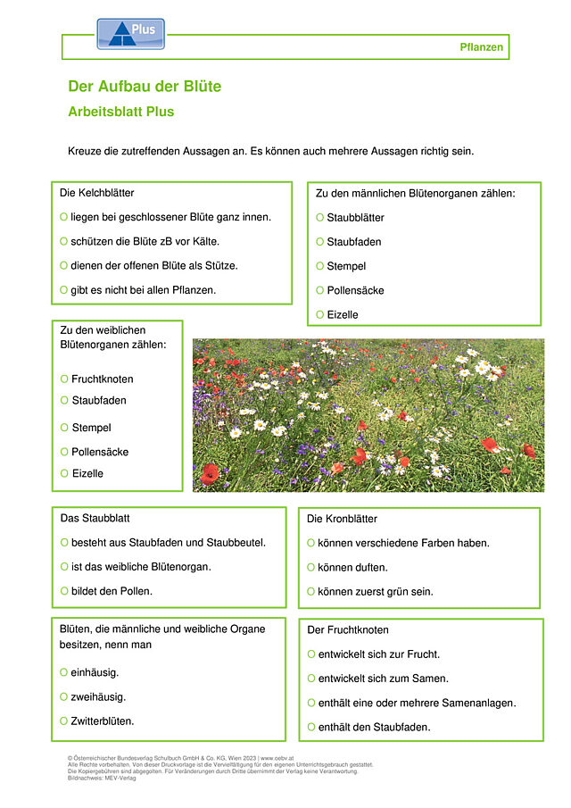 Blüte