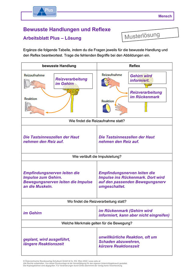 Bewusste Handlungen und Reflexe