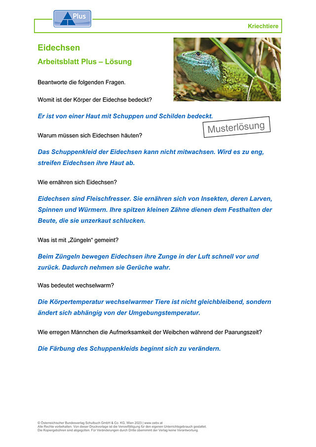 Eidechsen