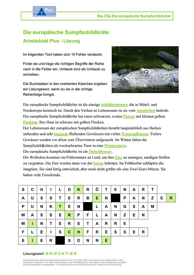 Die europäische Sumpfschildkröte