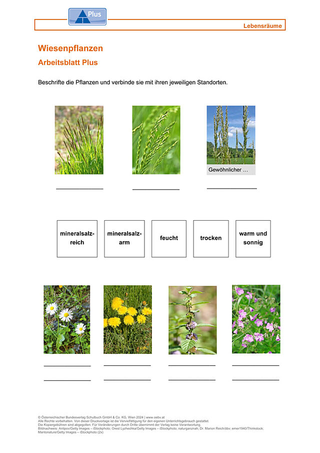 Wiesenpflanzen