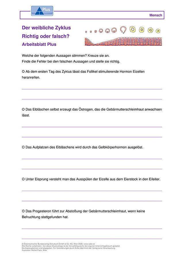 Der weibliche Zyklus
