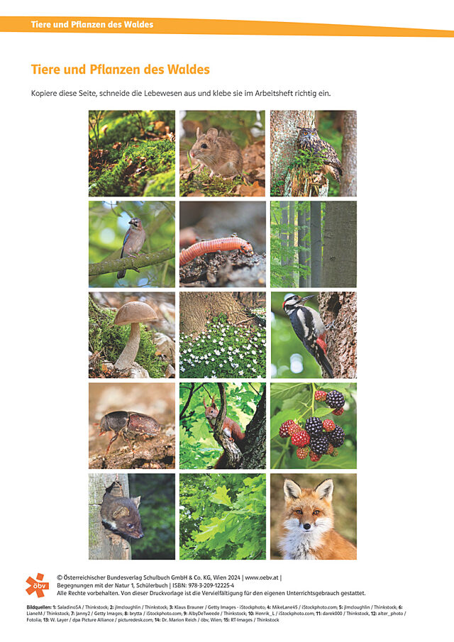 Pflanzen und Tiere des Waldes