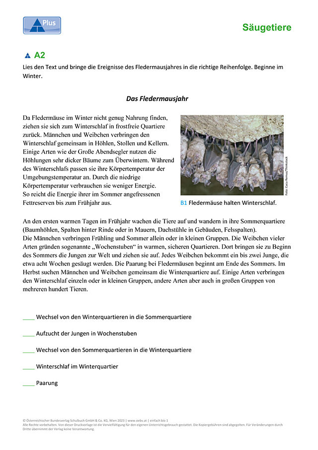 Fledermaus